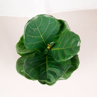 Large Ficus Lyrata - 'Fiddle Leaf Fig’ (70cm) in Nursery Grow Pot