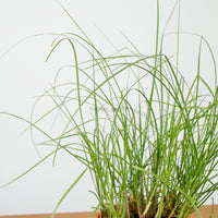 Pennisetum white pokok lalang rubrum white