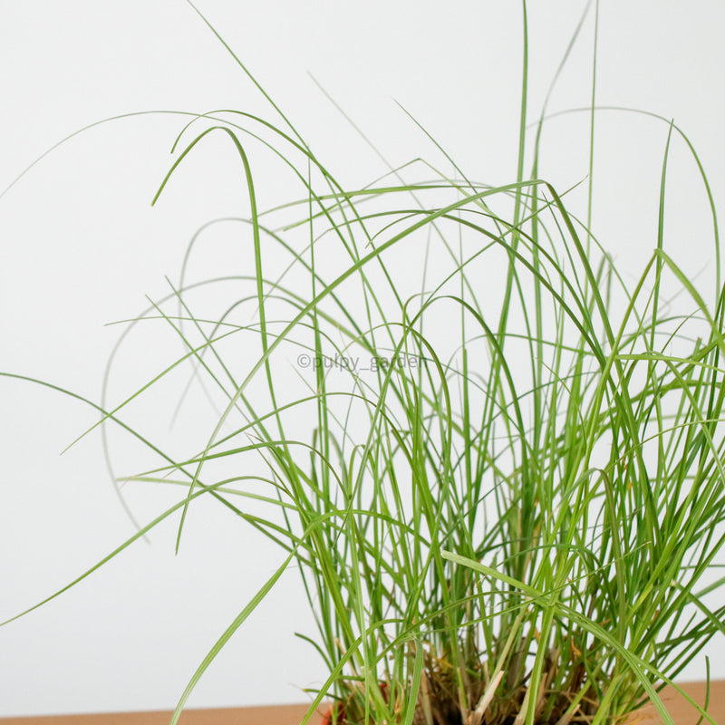 Pennisetum white pokok lalang rubrum white