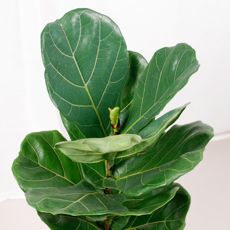 Large Ficus Lyrata - 'Fiddle Leaf Fig’ (95cm) in Nursery Grow Pot