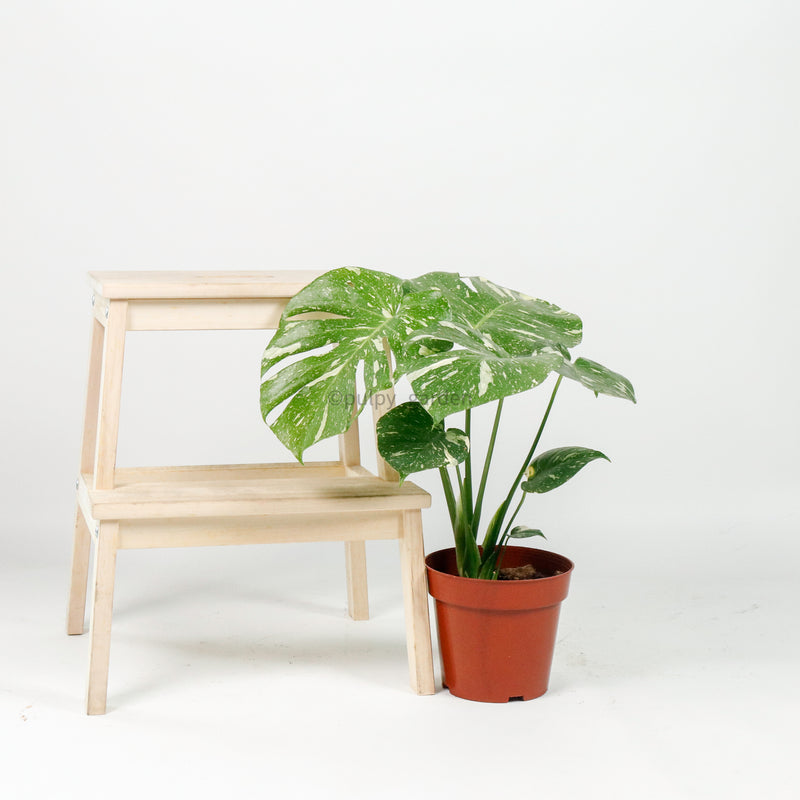 RARE Monstera deliciosa Variegated "Thai Constellation" in Nursery Grow Pot