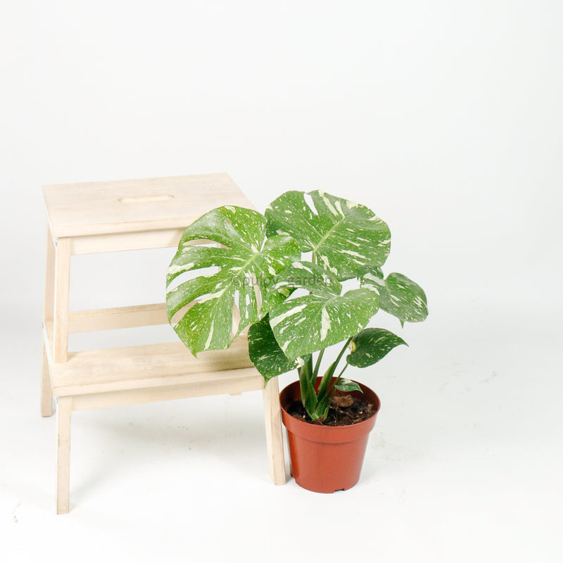 RARE Monstera deliciosa Variegated "Thai Constellation" in Nursery Grow Pot