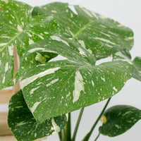 RARE Monstera deliciosa Variegated "Thai Constellation" in Nursery Grow Pot