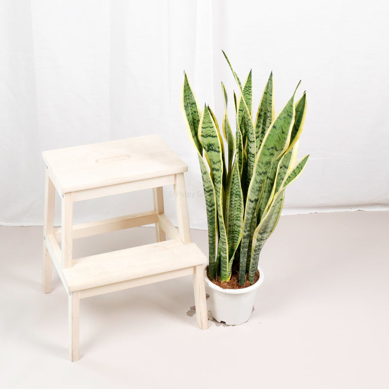 Large Sansevieria trifasciata Laurentii (90cm) - ‘Mother-in-law’s Tongue’ in Nursery Grow Pot