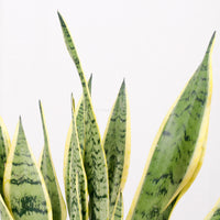 Large Sansevieria trifasciata Laurentii (90cm) - ‘Mother-in-law’s Tongue’ in Nursery Grow Pot