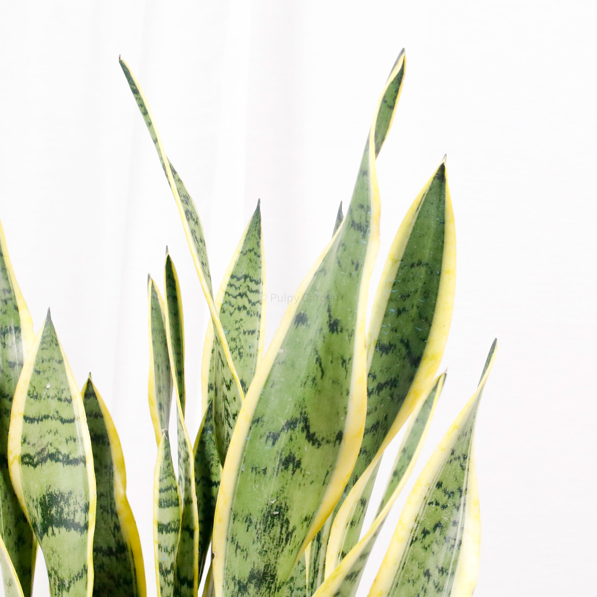 Large Sansevieria trifasciata Laurentii (90cm) - ‘Mother-in-law’s Tongue’ in Nursery Grow Pot