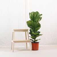 Large Ficus Lyrata - 'Fiddle Leaf Fig’ (70cm) in Nursery Grow Pot