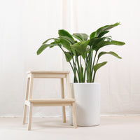 Large Bird of Paradise (100cm) in Tall Glossy Planter