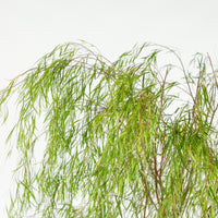 Ausie Willow Tree (170cm) in Nursery Grow Pot