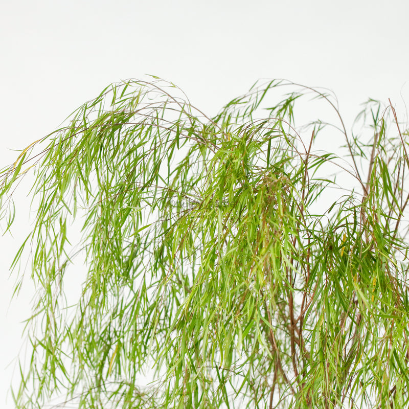 Ausie Willow Tree (170cm) in Nursery Grow Pot