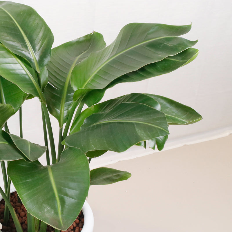 Large Bird of Paradise (100cm) in Tall Glossy Planter