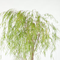Ausie Willow Tree (170cm) in Nursery Grow Pot
