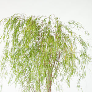 Ausie Willow Tree (170cm) in Nursery Grow Pot