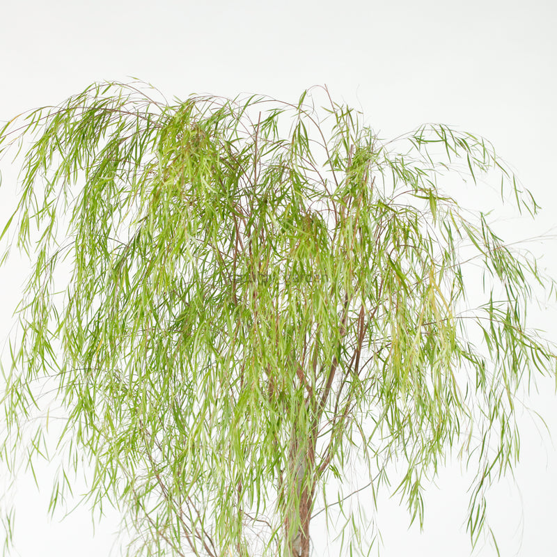 Ausie Willow Tree (170cm) in Nursery Grow Pot