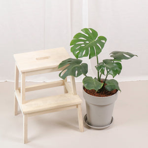 Large Monstera deliciosa (60cm) in Designer Planter