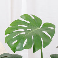 Large Monstera deliciosa (60cm) in Designer Planter