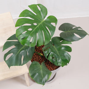 Large Monstera deliciosa (60cm) in Designer Planter