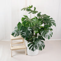 Large Monstera deliciosa (130cm) in Tall Glossy Planter