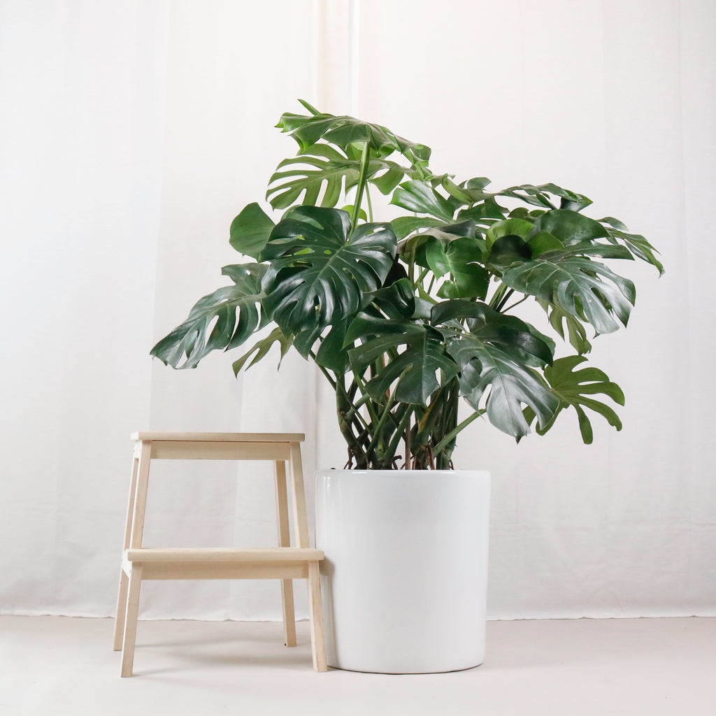 Large Monstera deliciosa (130cm) in Tall Glossy Planter