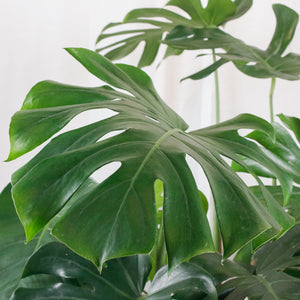 Large Monstera deliciosa (130cm) in Tall Glossy Planter