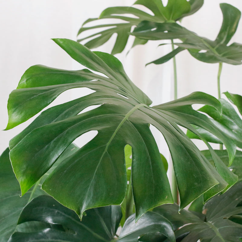 Large Monstera deliciosa (130cm) in Tall Glossy Planter