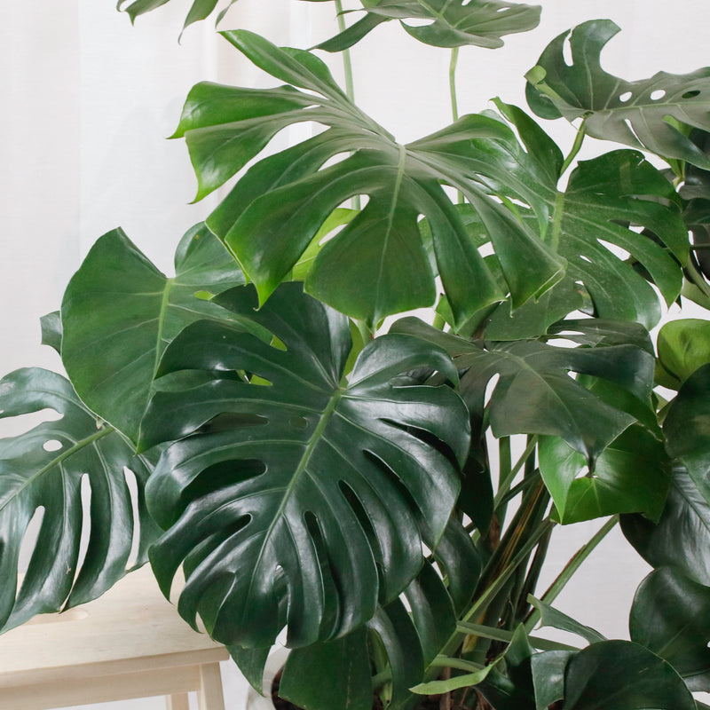 Large Monstera deliciosa (130cm) in Tall Glossy Planter