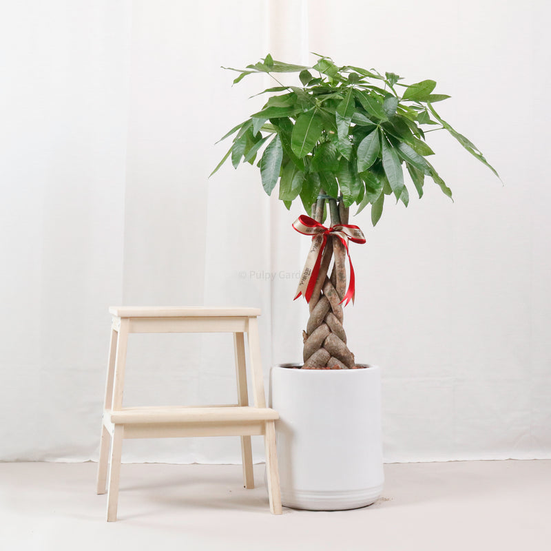 Large Pachira Braided in White Round Glossy Planter (118cm)