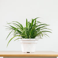 Chlorophytum Comosum ‘Ocean Spider Plant’ (Medium) in Nursery Grow Pot