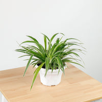 Chlorophytum Comosum ‘Ocean Spider Plant’ (Medium) in Nursery Grow Pot