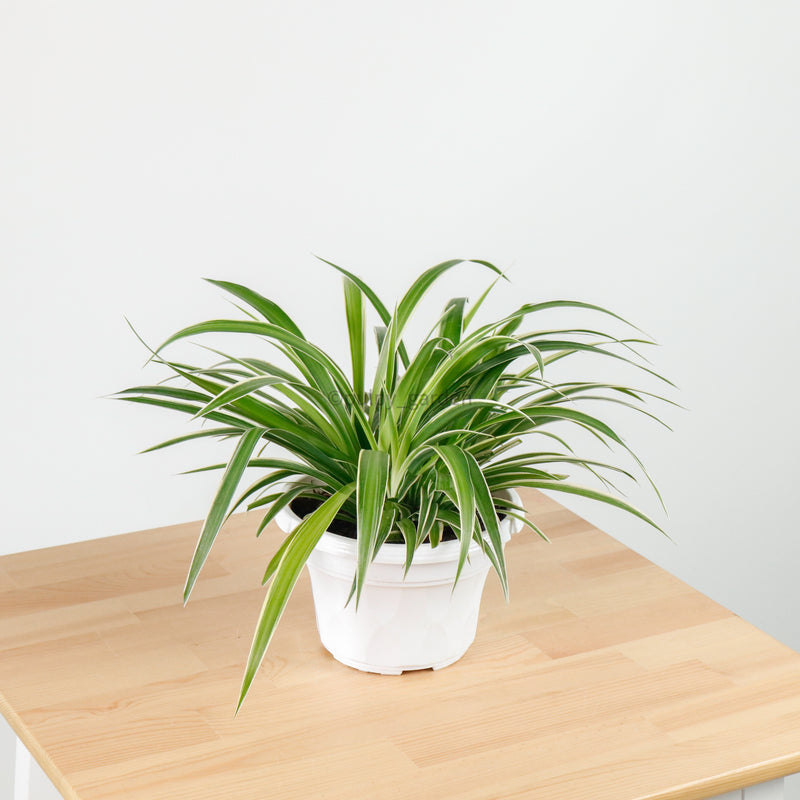 spider plant ocean Chlorophytum Comosum 'Ocean Spider Plant' (Medium) in Nursery Grow Pot – Pulpy Garden