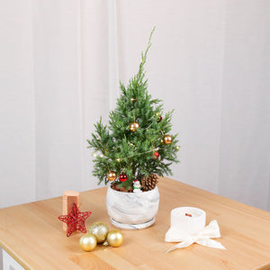 PRE-ORDER Christmas Pine (Small)