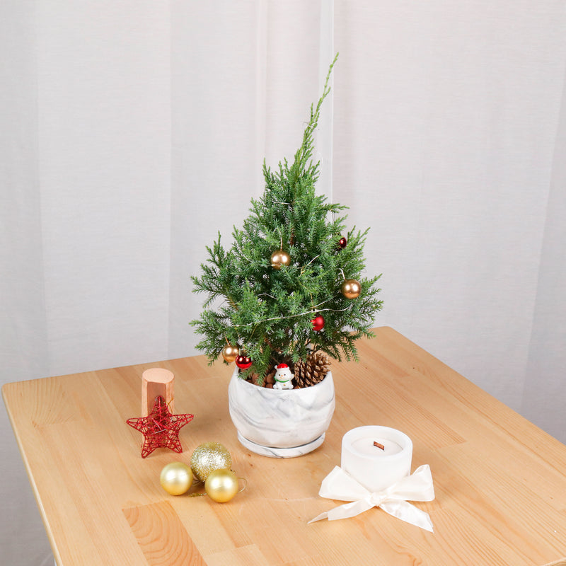 PRE-ORDER Christmas Pine (Small)