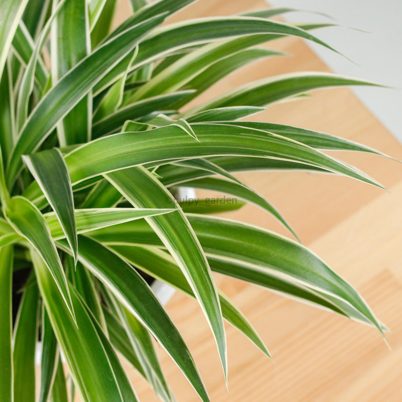 chlorophytum comosum ocean Chlorophytum Comosum 'Ocean Spider Plant' (Medium) in Nursery Grow Pot – Pulpy Garden