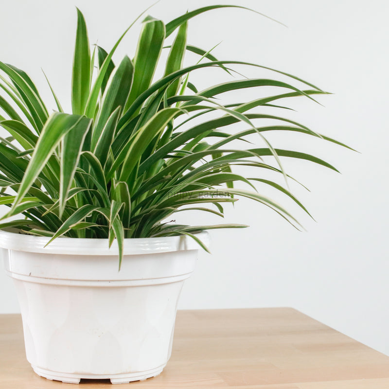 chlorophytum ocean Chlorophytum Comosum 'Ocean Spider Plant' (Medium) in Nursery Grow Pot – Pulpy Garden