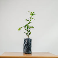 Limau Purut in Nursery Grow Pot