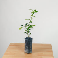 Limau Purut in Nursery Grow Pot