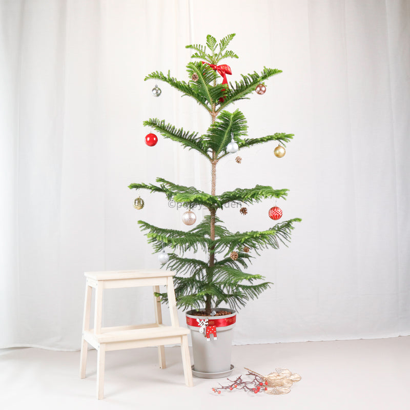 PRE-ORDER Large Christmas Norfolk Pine (155cm)