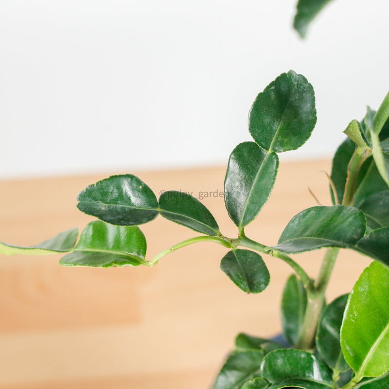 Limau Purut in Nursery Grow Pot