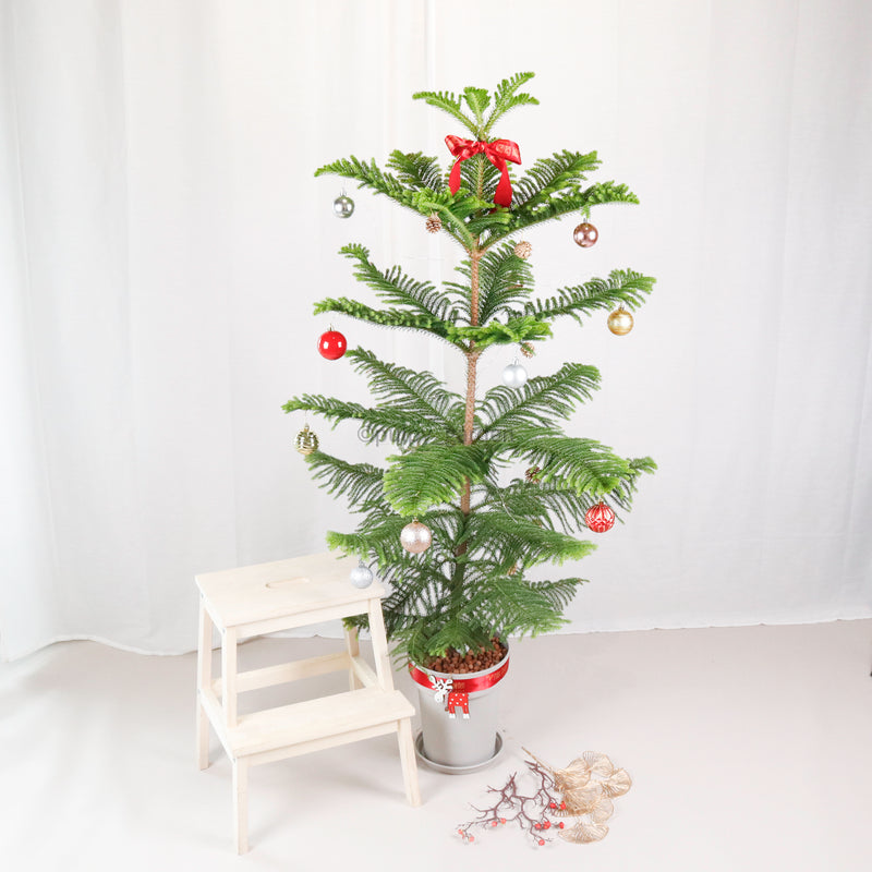 PRE-ORDER Large Christmas Norfolk Pine (155cm)