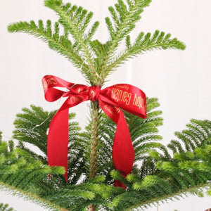 PRE-ORDER Large Christmas Norfolk Pine (155cm)