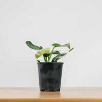 Philodendron White Princess in Nursery Grow Pot