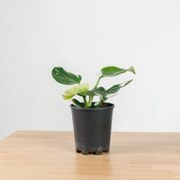 Philodendron White Princess in Nursery Grow Pot
