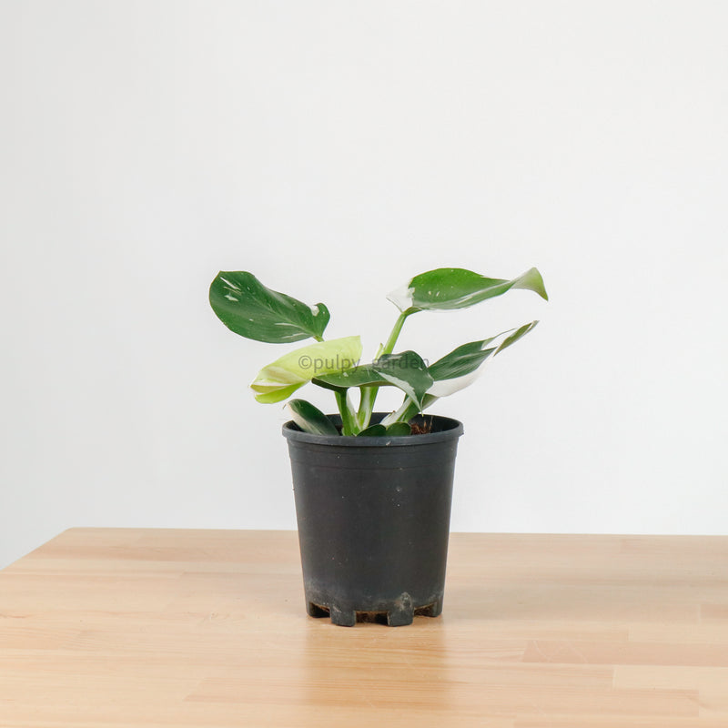 Philodendron White Princess in Nursery Grow Pot