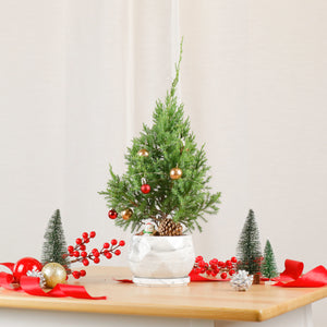 PRE-ORDER Christmas Pine (Small)