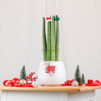 Christmas Stuckyi (50cm) in Cracked Shell Planter (佛手 - Fatt Sao)