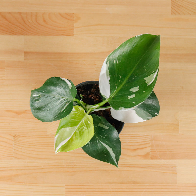 Philodendron White Princess in Nursery Grow Pot