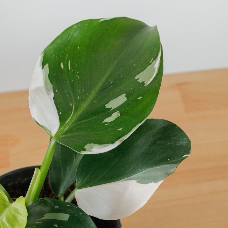 Philodendron White Princess in Nursery Grow Pot