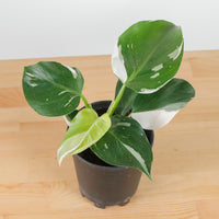Philodendron White Princess in Nursery Grow Pot