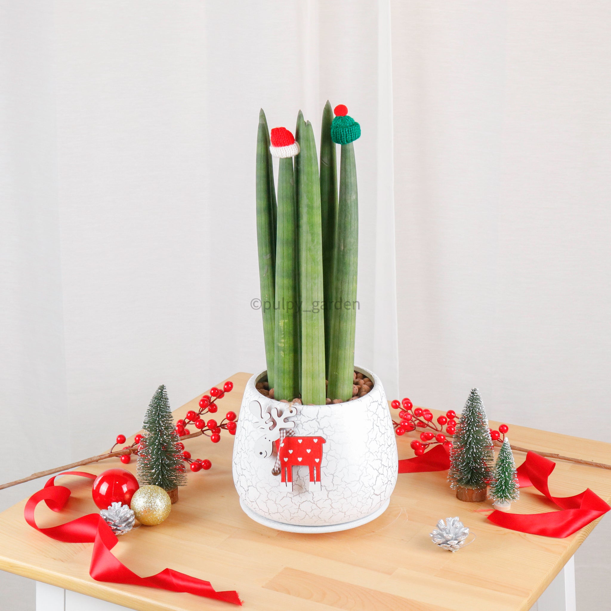 Christmas Stuckyi (50cm) in Cracked Shell Planter (佛手 - Fatt Sao)