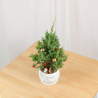 PRE-ORDER Christmas Pine (Small)